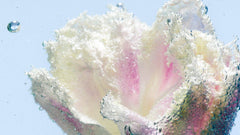Tulipmania